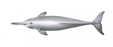 Image of Yangtze river dolphin or baiji (Lipotes vexillifer) - Adult topside 