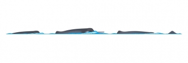 Image of Yangtze river dolphin or baiji (Lipotes vexillifer) - Dive sequence 
