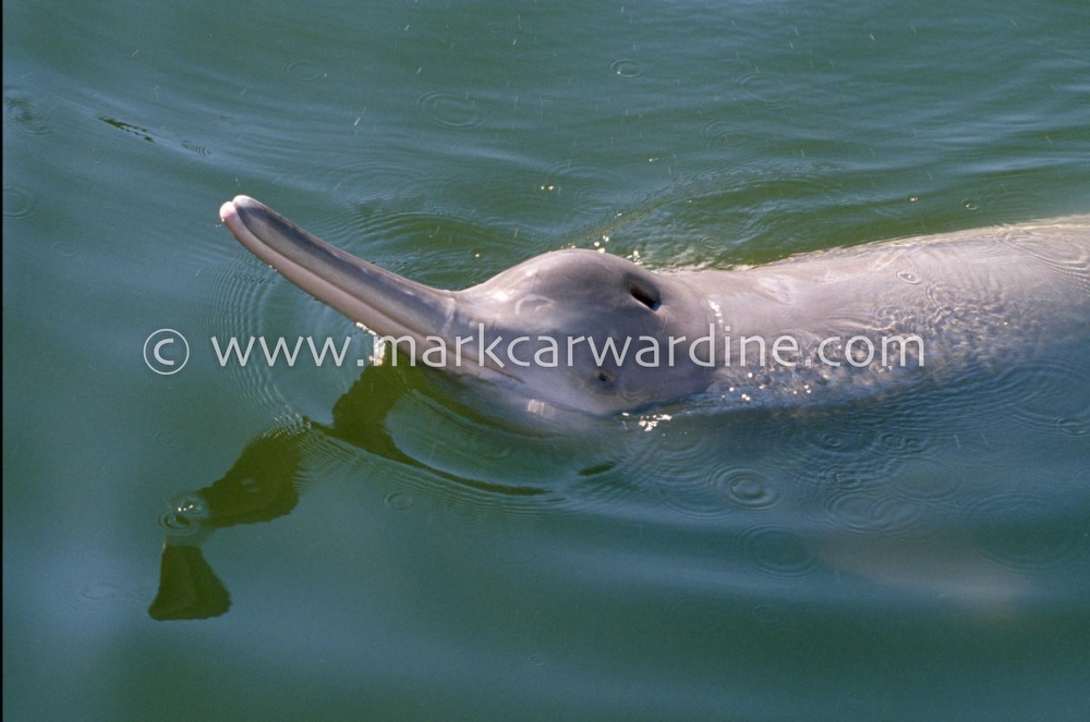 Yangtze river dolphin or baiji (Lipotes vexillifer)