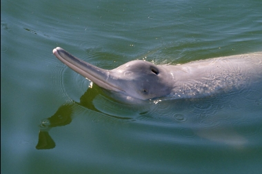 Image of Yangtze river dolphin or baiji (Lipotes vexillifer) - This individual, Qi Qi, spent 22 years in captivity until his death in 2002 (very rare photo)