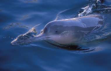 Image of Yangtze river dolphin or baiji (Lipotes vexillifer) - This individual, Qi Qi, spent 22 years in captivity until his death in 2002 (very rare photo)