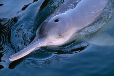 Image of Yangtze river dolphin or baiji (Lipotes vexillifer) - This individual, Qi Qi, spent 22 years in captivity until his death in 2002 (very rare photo)