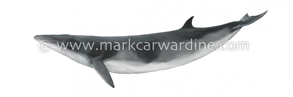 Antarctic minke whale (Balaenoptera bonaerensis)