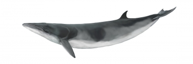 Image of Antarctic minke whale (Balaenoptera bonaerensis) - Calf