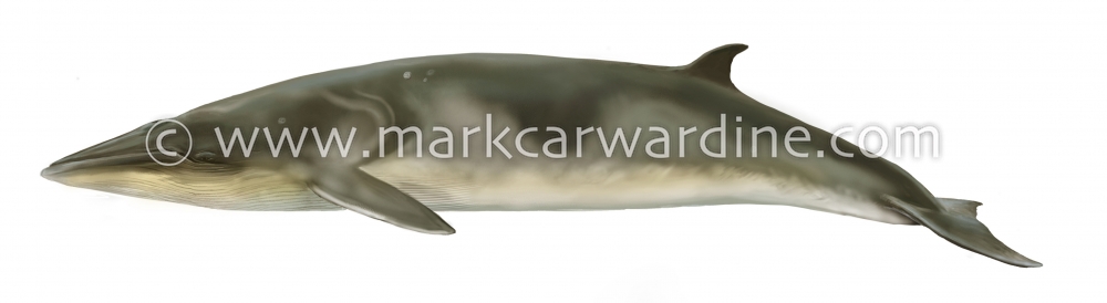 Antarctic minke whale (Balaenoptera bonaerensis)