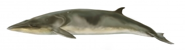 Image of Antarctic minke whale (Balaenoptera bonaerensis) - Tinged yellowish orange or ochre with diatoms