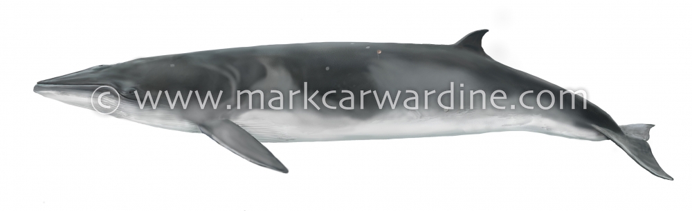 Antarctic minke whale (Balaenoptera bonaerensis)