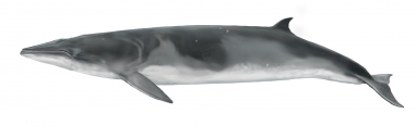 Image of Antarctic minke whale (Balaenoptera bonaerensis) - Adult