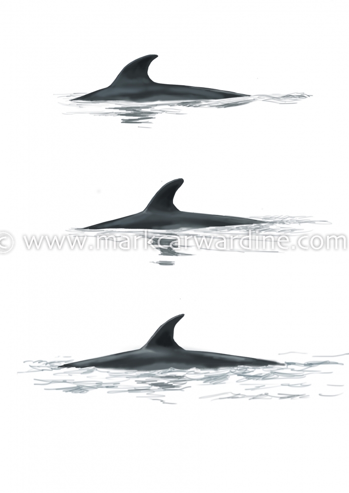 Antarctic minke whale (Balaenoptera bonaerensis)