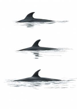 Image of Antarctic minke whale (Balaenoptera bonaerensis) - Dorsal fin variations