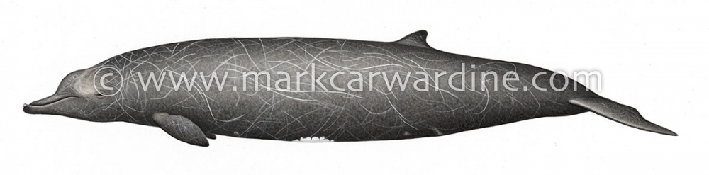 Baird's beaked whale (Berardius bairdii)