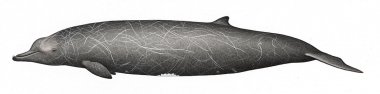 Image of Baird's beaked whale (Berardius bairdii) - Adult male