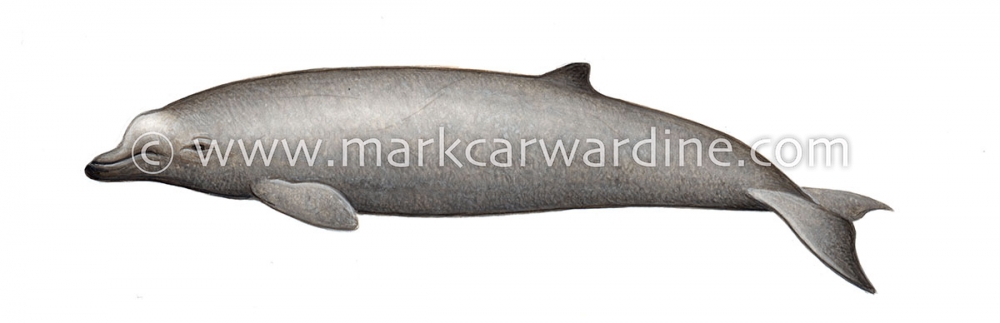 Baird's beaked whale (Berardius bairdii)