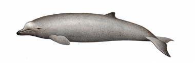 Image of Baird's beaked whale (Berardius bairdii) - Calf