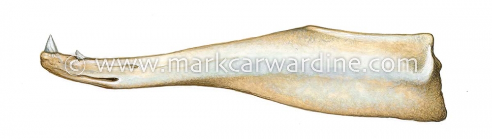 Baird's beaked whale (Berardius bairdii)
