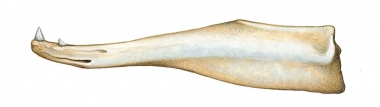 Image of Baird's beaked whale (Berardius bairdii) - Adult lower jaw (both sexes have teeth)