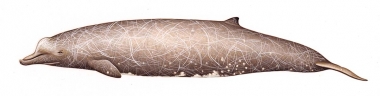Image of Baird's beaked whale (Berardius bairdii) - Old male with diatoms and more extensive scarring