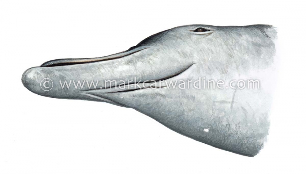 Baird's beaked whale (Berardius bairdii)