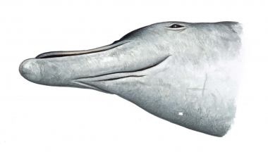 Image of Baird's beaked whale (Berardius bairdii) - Adult showing pair of V-shaped throat grooves