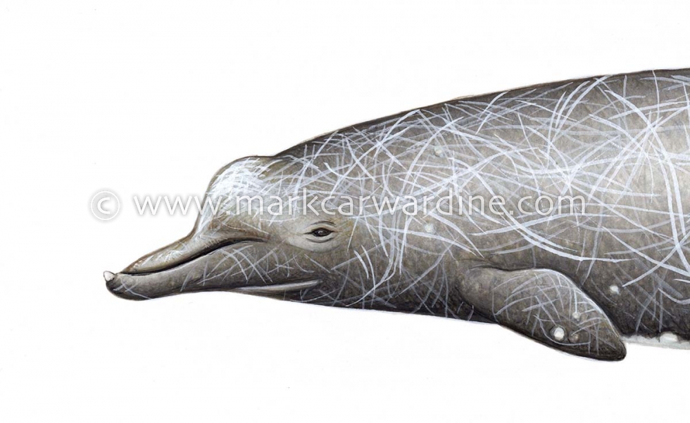 Baird's beaked whale (Berardius bairdii)