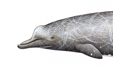 Image of Baird's beaked whale (Berardius bairdii) - Old adult male head