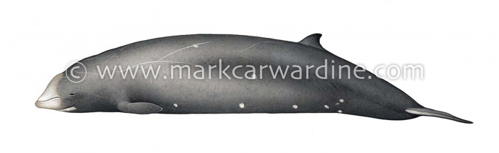 Cuvier’s beaked whale (Ziphius cavirostris)
