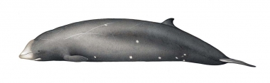 Image of Cuvier’s beaked whale (Ziphius cavirostris) - Adult female showing colour variation