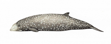 Image of Cuvier’s beaked whale (Ziphius cavirostris) - Adult female showing white spotting from cookiecutter shark bites