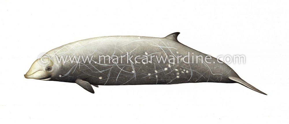 Cuvier’s beaked whale (Ziphius cavirostris)