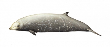 Image of Cuvier’s beaked whale (Ziphius cavirostris) - Adult male
