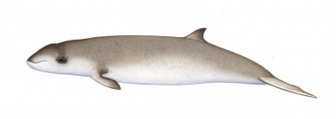 Image of Cuvier’s beaked whale (Ziphius cavirostris) - Calf