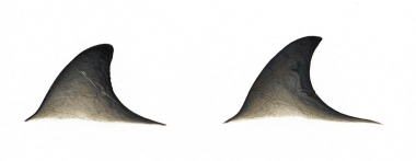 Image of Cuvier’s beaked whale (Ziphius cavirostris) - Dorsal fin variations