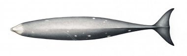 Image of Cuvier’s beaked whale (Ziphius cavirostris) - Topside (adult female)