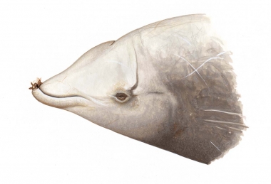 Image of Cuvier’s beaked whale (Ziphius cavirostris) - Adult male head showing stalked barnacles on teeth