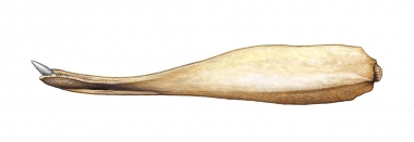 Image of Cuvier’s beaked whale (Ziphius cavirostris) - Adult male lower jaw