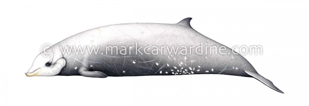 Cuvier’s beaked whale (Ziphius cavirostris)