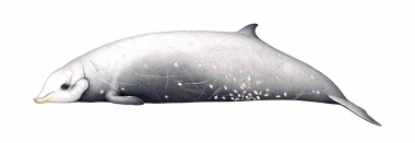 Image of Cuvier’s beaked whale (Ziphius cavirostris) - Old adult male
