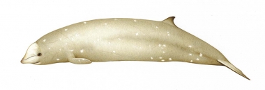 Image of Cuvier’s beaked whale (Ziphius cavirostris) - Adult female showing colour variation