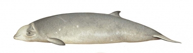 Image of Cuvier’s beaked whale (Ziphius cavirostris) - Young adult female