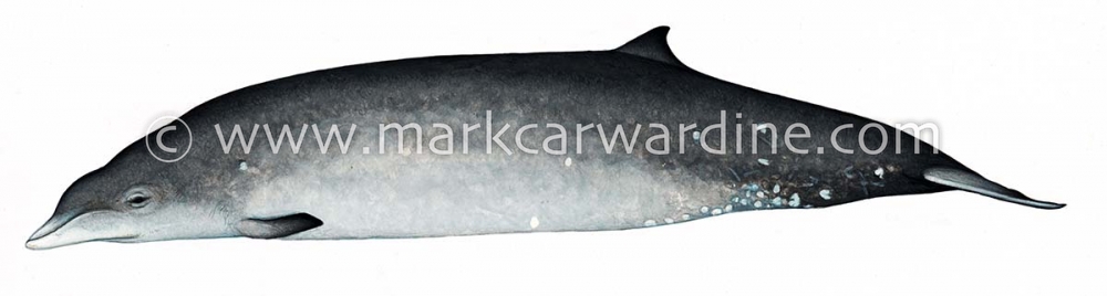 Deraniyagala's beaked whale (Mesoplodon hotaula)