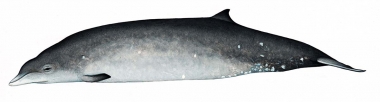 Image of Deraniyagala's beaked whale (Mesoplodon hotaula) - Adult female