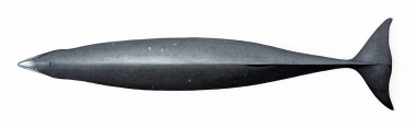 Image of Deraniyagala's beaked whale (Mesoplodon hotaula) - Topside (adult male)