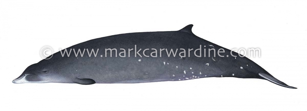 Deraniyagala's beaked whale (Mesoplodon hotaula)