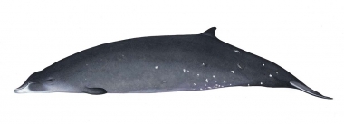 Image of Deraniyagala's beaked whale (Mesoplodon hotaula) - Adult male