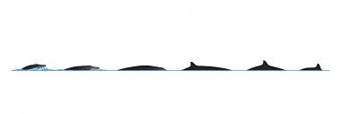 Image of Deraniyagala's beaked whale (Mesoplodon hotaula) - Dive sequence