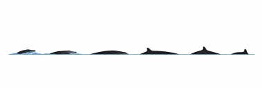 Image of Deraniyagala's beaked whale (Mesoplodon hotaula) - Dive sequence