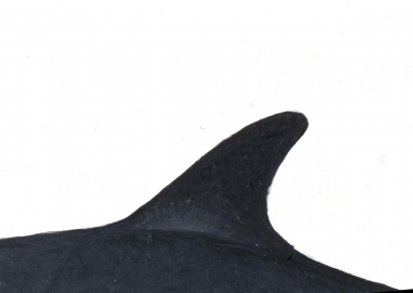 Image of Deraniyagala's beaked whale (Mesoplodon hotaula) - Dorsal fin variation