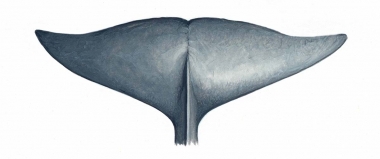 Image of Deraniyagala's beaked whale (Mesoplodon hotaula) - Female fluke (upperside)
