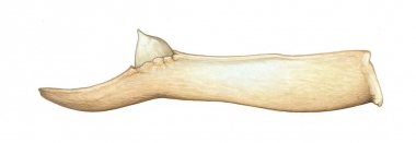Image of Deraniyagala's beaked whale (Mesoplodon hotaula) - Adult male lower jaw