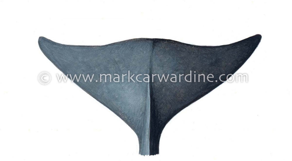 Deraniyagala's beaked whale (Mesoplodon hotaula)